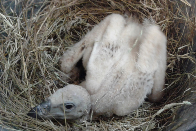 Así se cuida un pollo de buitre leonado en Sendaviva