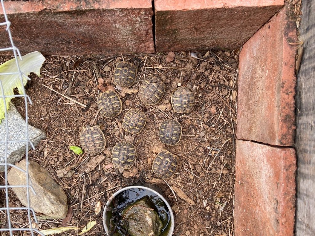 Disfruta del otoño en Parc Samà, donde crece la familia de tortugas mediterráneas con nueve crias