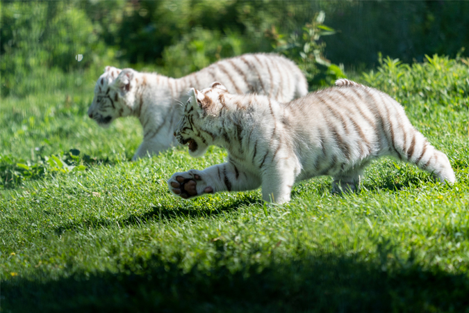 Dos nuevas crías de tigre blanco, en Sendavida