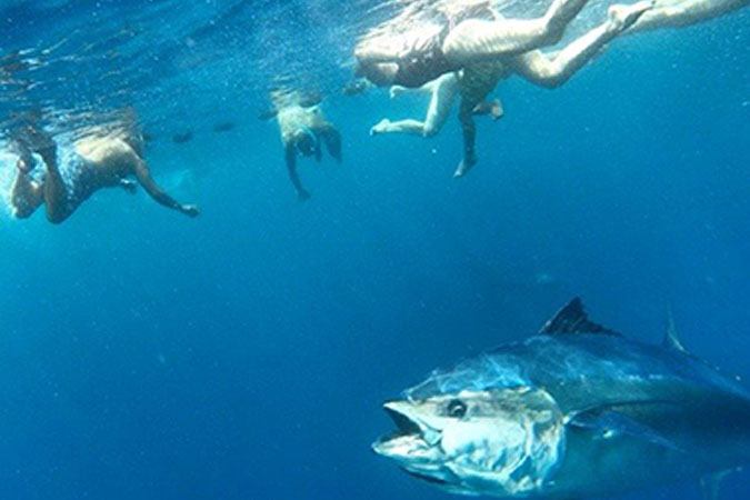 Tuna Tours: Posiblemente, una de las mejores aventuras de tu vida